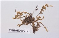 Aerobryopsis longissima (Doz. Et Molk.) Fleisch. Collection Image, Figure 2, Total 8 Figures